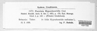Puccinia hypochoeridis image
